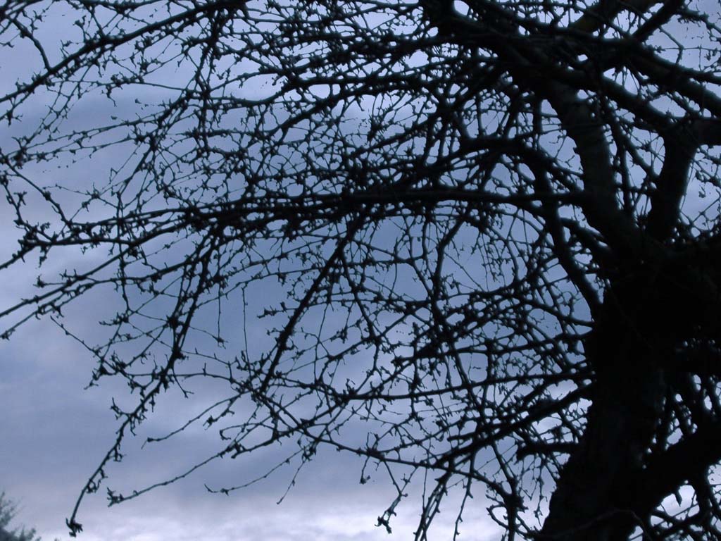 branches