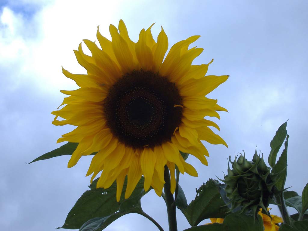 sunflower