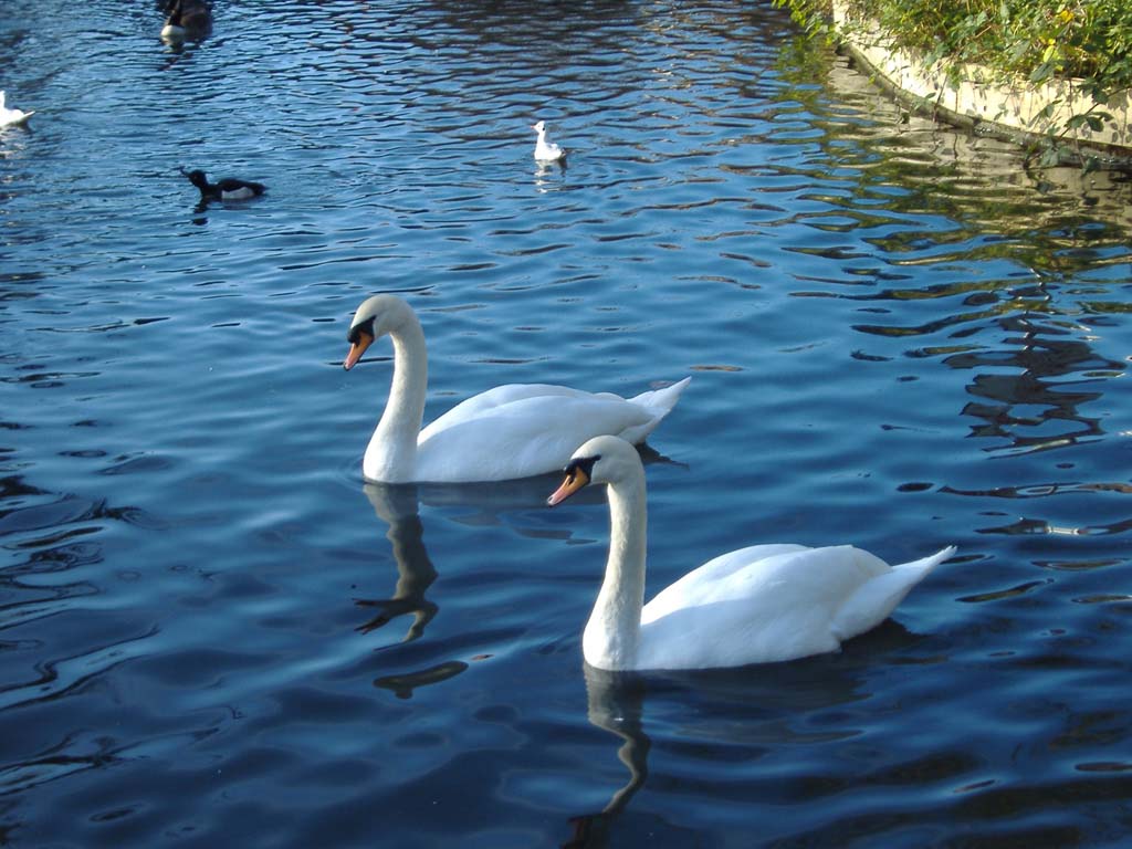 swans